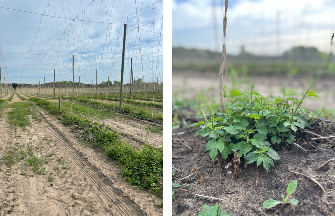 Hops in west central Michigan
